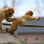 Dierenrijk Nuenen 04