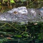 Hamburg-Zoo-01