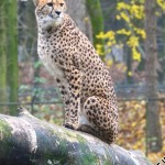 Burgers-Zoo_006