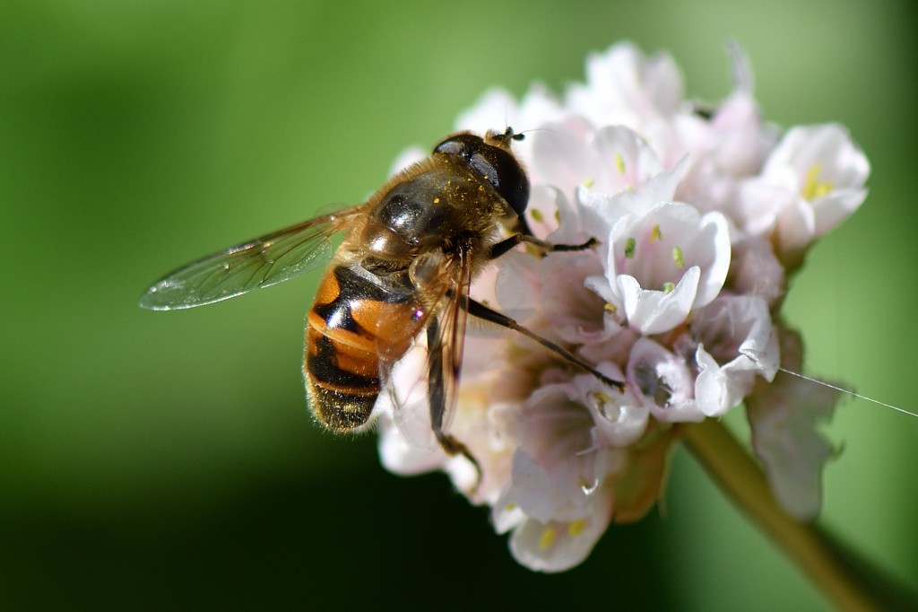 macro bugs