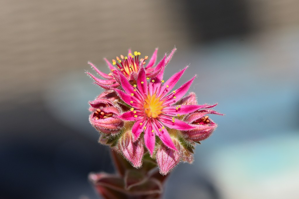 macro flowers